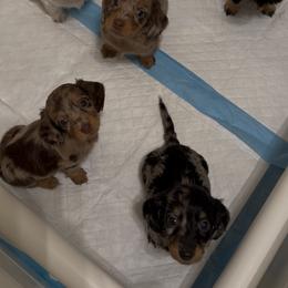 Dachshund Puppies from Pretty Dachshunds 661