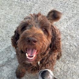 Labradoodle puppies from PawfectBud