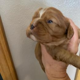 Cavalier King Charles Spaniel puppies from Sarah's Cavachons, Bichons & King Charles Cavalier Spaniels