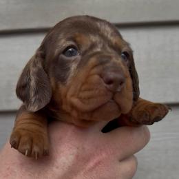 Gray collar dapple - Chocolate and tan male Dachshund puppy in Ocala, Florida from Dalmar Floridachs
