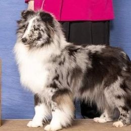Annabelle - Shetland Sheepdog