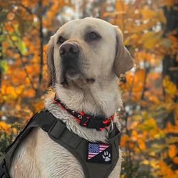 Timber - Labrador Retriever