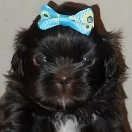 LuLu - Chocolate female Shih Tzu puppy in Arcadia, Florida from Kitsune Cuddles and kisses