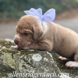 Chocolate Fawn Merle Mantle - Chocolate female Great Dane puppy in Greenville, South Carolina from Allen’s Ridge Ranch