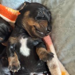 Lark - Black and tan male Dachshund puppy in Richmond, Kentucky from Cemcade Dachshunds
