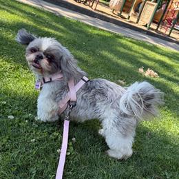 Penelope - Silver and white female Shih Tzu puppy in Live Oak, California from Irma's Shih Tzus