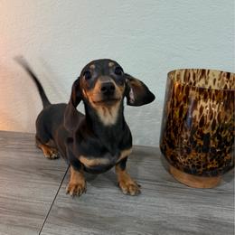 Sully - Black and tan male Dachshund puppy in Waycross, Georgia from Southern Paws