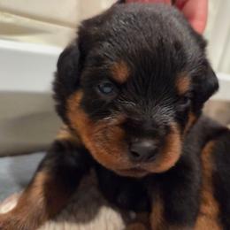 Girl 2 - Black and mahogany female Rottweiler puppy in Bay Shore, New York from Nightfall Reverie Rottweilers