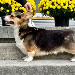 Maverick - Pembroke Welsh Corgi
