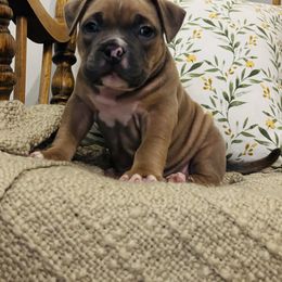 Roscoe - Fawn sable male American Bully puppy in Carrollton, Georgia from East Bound and Down Bully’s