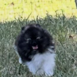 Reno - Wolf sable male Pomeranian puppy in Grass Lake, Michigan from Chantilly Lace Poms