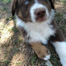Australian Shepherd Puppies from Southern Boy Blues Aussies