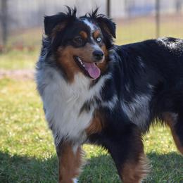 Dally - Miniature Australian Shepherd