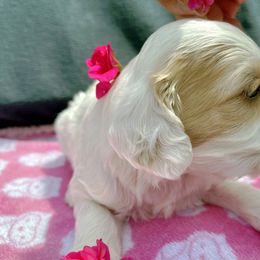 Cockapoo and Pomeranian Puppies from Luna Kennel
