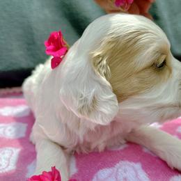 Cockapoo and Pomeranian Puppies from Luna Kennel