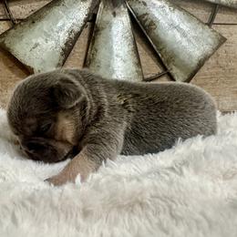 French Bulldog Puppies from Jasmine McMurtry