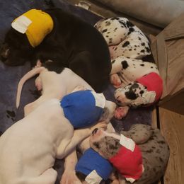 Great Dane Puppies from HCC Great Danes