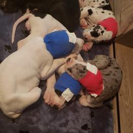 Great Dane Puppies from HCC Great Danes