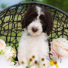 Bordoodle Puppies from 2J 2K Bordoodles