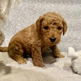 Boy 5 - male Goldendoodle puppy in Temecula, California from Doodle Dreams