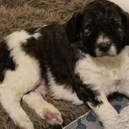 Blue Color Boy - Parti Poodle puppy in Nottingham, Maryland from A & A Pinedale Standard Poodles