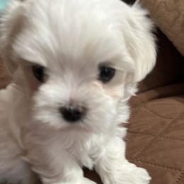 Jake - White male Maltese puppy in Wilcox, Pennsylvania from Tiny Dancer Li'l Ones