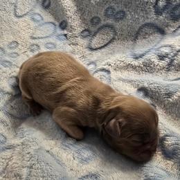 Blue - Blue male Shih Tzu puppy in Oakville, Washington from Garrard Creek Shih Tzus