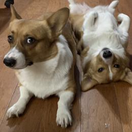 Pembroke Welsh Corgis from Royal Corgis