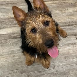 Australian Terrier puppies from Redwing Australian Terriers