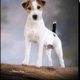 Australian Shepherd and Parson Russell Terrier All Grown Up from Zoolo Kennels