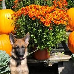 German Shepherd Puppies from Blauen Bergen