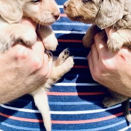 Dachshund Puppies from Meldox