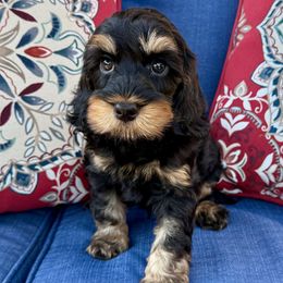 Dobie - male Cockapoo puppy in Roseville, California from Darby Park Doodles