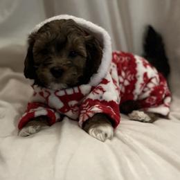Havanese and Havapoo Puppies from Havanese With Love Breeding Co.