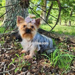 Savy - Yorkshire Terrier