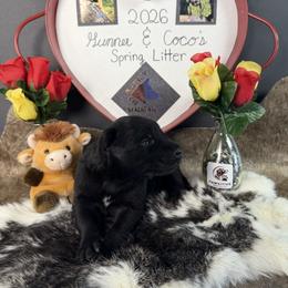 Girl 2 - Black sable female Belgian Malinois puppy in Cascade, Iowa from Platinum K9S
