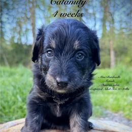Calamity Jane (Mini Size) - Black female Bordoodle puppy in Mulino, Oregon from Korbella Farm