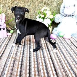 Irry Male 3 - Seal male Italian Greyhound puppy in Sparta Tn And Caryville Fl, Tennessee from Summerwind Kennel