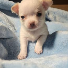 Chavez - White male Chihuahua puppy in Gerald, Missouri from OutLaw Chihuahua's