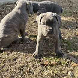 Girl 3 - Cane Corso puppy from Revolutions Kennel