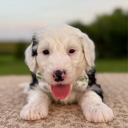 Tratter Pull - Black and white male Sheepadoodle puppy in Adams, Nebraska from Boxcar Doodles and Poodles