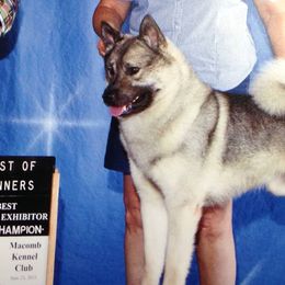 Norwegian Elkhounds from Normark Norwegian Elkhounds