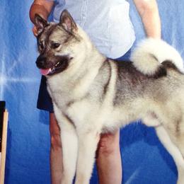 Norwegian Elkhounds from Normark Norwegian Elkhounds