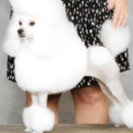 Poodles from Allure