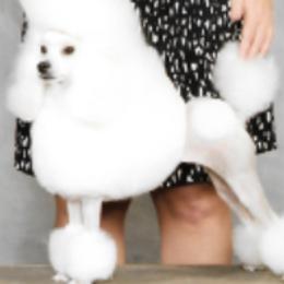 Poodles from Allure