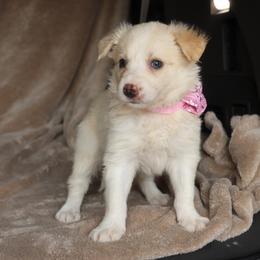 Heidi - Gold female Border Collie puppy in Courtland, Alabama from C Bar C Ranch Border Collies