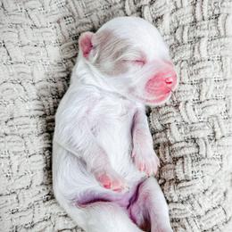 Girl 2 - Yellow and white female Bernedoodle puppy in Otisville, Michigan from Danie’s Darling Doodles LLC