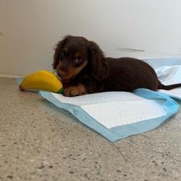 Brownie - Chocolate and tan male Dachshund puppy in Temecula, California from Naomi Magee's Dachshund Kennel