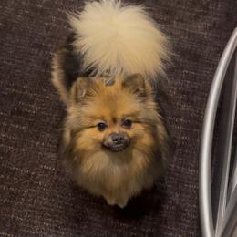 Mom - Pomeranian