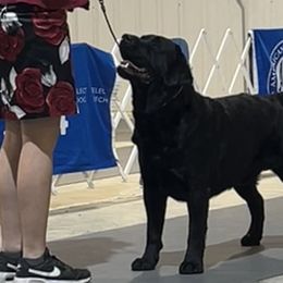 French Bulldogs and Labrador Retrievers from Avondale Labradors